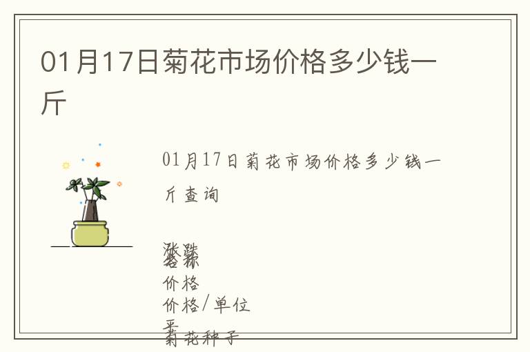 01月17日菊花市場價格多少錢一斤